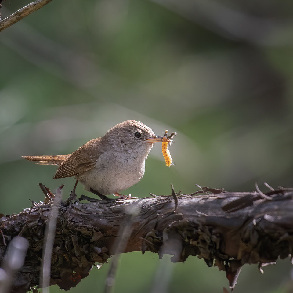 2 House Wren and grub__Jann Ledbetter_photo.jpeg